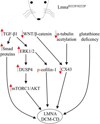 Role of Lamin A/C Gene Mutations in the Signaling Defects Leading to Cardiomyopathies